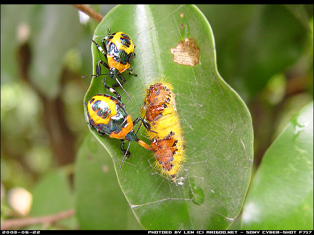 还是牛，不过就是比较少见了，类似我们的供楼一族，整天被房子的重担压着。
