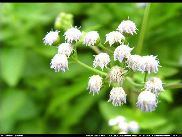 路边的花花草草～～～